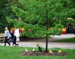 Papieskie drzewko na pl. Hallera będzie miało najlepiej  – uważają mieszkańcy Pragi
