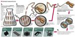 „Informujemy o zaprojektowaniu, syntezie i złożeniu genomu M. mycoides powstałego na podstawie  informacji cyfrowej, transplantacji tego genomu do komórki M. capricolum, która stała się komórką  M.mycoides kontrolowaną przez syntetyczny chromosom” – tak zawile rozpoczynają swój artykuł w „Science” naukowcy z J. Craig Venter Institute.  W laboratorium powstał genom – przepis na życie – wzorowany na istniejącej bakterii. Tę sztuczną  konstrukcję wszczepiono do komórki innej bakterii, w efekcie całkowicie zmieniając jej cechy. To pierwsza sztuczna komórka – podkreślają naukowcy. 