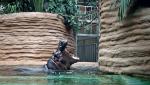 Nowa hipopotamiarnia jest najpopularniejszym miejscem w zoo. Niestety także jednym z najbardziej brudzonych i niszczonych w całym  ogrodzie