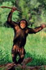 Precz z mojej ziemi!  Takie gesty szympansów przypominają ludzkie