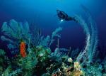 Zmiany w oceanie zachodzą zbyt szybko, rośliny i zwierzęta mogą nie zdążyć się do nich przystosować