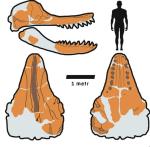 Czaszka gigant morskiego drapieżnika. Naukowcy odtworzyli jej kształt na podstawie znalezionych fragmentów kości (zaznaczonych na żółto) oraz zębów. 
