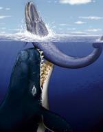 Drapieżny kaszalot i jego ofiara, średniej wielkości wieloryb żywiący się planktonem. Scena sprzed 13 mln lat widziana okiem artysty: C. Letenneur’