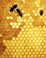 Defenzyna wytwarzana przez pszczoły trafia do plastra z miodem i nie traci swoich bakteriobójczych właściwości