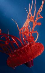 Atolla – taką nazwę nosi czerwona meduza zamieszkująca dno oceanu  u wybrzeży Australii