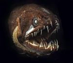 Żyjąca w ciemnościach głębinowa ryba z rodziny wężorowatych ma zęby nawet na języku. Na szczęście jest wielkości banana (fot: Dr Julian Finn/Museum Victoria)