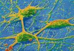 Neurony tworzą wielką sieć