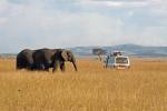Safari, podczas którego zobaczyć można całą plejadę dzikich zwierząt na otwartej przestrzeni to magnes przyciągający turystów do Kenii