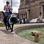 W czerwcu rok temu dookoła Pałacu Kultury przeszło ponad 500 labradorów, ale rekordu nie ma, bo się wcześniej  nie zarejestrowano 