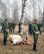 Rosyjscy żołnierze  zabijają krowę,  z której kucharze przyrządzą wołowe szaszłyki