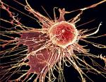 Największe szanse  na nagrodę  w dziedzinie fizjologii  i medycyny mają odkrywcy komórek macierzystych 