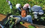 Amerykanie nie chcą pracować  w rolnictwie. Zastępują ich najczęściej pracownicy  z Ameryki Łacińskiej