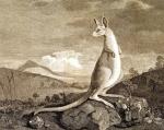 Kangur zaobserwowany w Australii przez uczestników pierwszej wyprawy Cooka , rys. Sydney Parkinson, 1770 r.