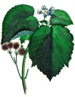 Entelea arborescens – roślina z rodziny ślazowatych odkryta  przez botaników towarzyszących Cookowi  na Nowej Zelandii  