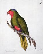 Loreczka modroczapkowa  – ptak z rodziny papugowatych, rys. William Ellis, uczestnik trzeciej wyprawy Cooka 