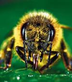 Pszczoły są wrażliwe na pestycydy. Im więcej chemikaliów na polach, tym mniej tych owadów