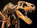 T. rex żywił się... T. reksami