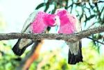 Kakadu – dzikie obszary Australii