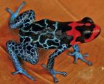 Żaba o żywym zabarwieniu (Ranitomeya amazonica) żyje w lasach tropikalnych