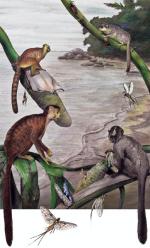 Kilka gatunków przodków  małp człekokształnych  i człowieka pojawiło się  w Afryce 39 mln lat temu