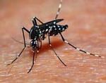 Aedes przenosi dengę
