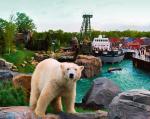 Niedźwiedź polarny na miarę potrzeb dyrekcji ogrodu zoologicznego w Hanowerze