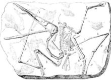 PterodaktylBigger