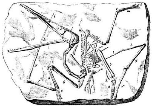 Pterodaktyl