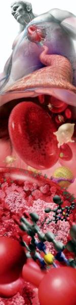 „Powiększenie krwiobiegu człowieka” – praca nagrodzona w konkursie „Science” i NSF (National Science Foundation)