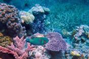 Australia i Oceania