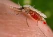 Malaria zabija także turystów