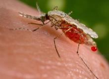 Anopheles_stephensi, komar roznoszący zarodźce malariiBigger