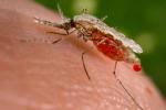 Anopheles_stephensi, komar roznoszący zarodźce malarii
