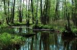 Puszcza Białowieska