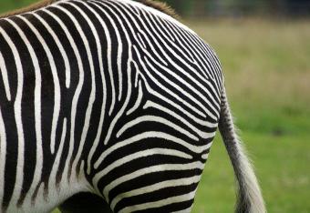 Dlaczego zebra jest w paski? Już wiadomo