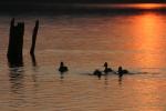 Mazury