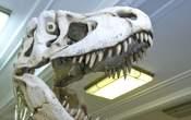 Dinozaury