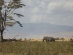 Ngorongoro: pocztówka z Afryki