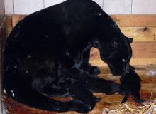 Małe są czarne tak jak ich matka Beata. Zazwyczaj jaguary są w cętkiBigger