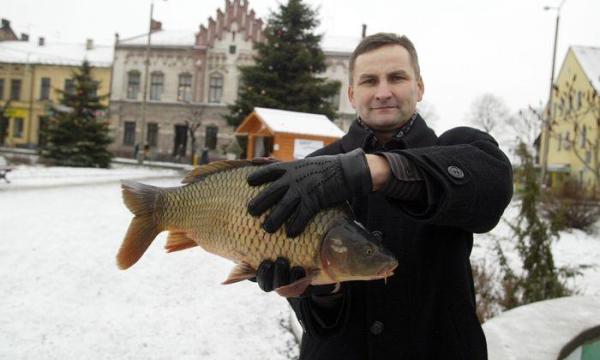 Burmistrz Zatora Zbigniew Bierna z... karpiem