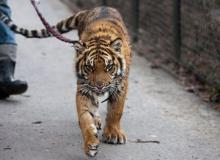 Tygrys z warszawskiego ZOO na spacerzeBigger