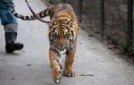 Tygrys z warszawskiego ZOO na spacerze