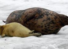 Sukcesy warszawskiego zoo w hodowli fok szarych są źródłem… kłopotówBigger