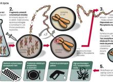 „Informujemy o zaprojektowaniu, syntezie i złożeniu genomu M. mycoides powstałego na podstawie  informacji cyfrowej, transplantacji tego genomu do komórki M. capricolum, która stała się komórką  M.mycoides kontrolowaną przez syntetyczny chromosom” – tak zawile rozpoczynają swój artykuł w „Science” naukowcy z J. Craig Venter Institute.  W laboratorium powstał genom – przepis na życie – wzorowany na istniejącej bakterii. Tę sztuczną  konstrukcję wszczepiono do komórki innej bakterii, w efekcie całkowicie zmieniając jej cechy. To pierwsza sztuczna komórka – podkreślają naukowcy. Bigger