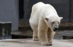 Komicy obiecali sprowadzenie do miejscowego zoo niedźwiedzia polarnego. Ale ponieważ obietnic spełnić nie zamierzają Islandczycy muszą wybrać się np. do Warszawy