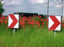 Maki koło Nasielska na Mazowszu. Piękne jak marzenie. Wysiały się same / www.luczaj.comBigger