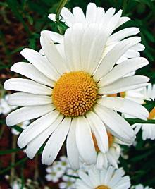 Złocień (Chrysanthemum leucanthemum)
