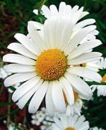 Złocień (Chrysanthemum leucanthemum)
