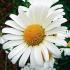 Złocień (Chrysanthemum leucanthemum)
