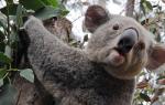 Miś koala
